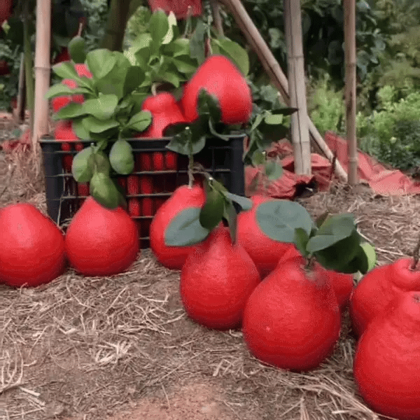 Pomelo de Thailanda